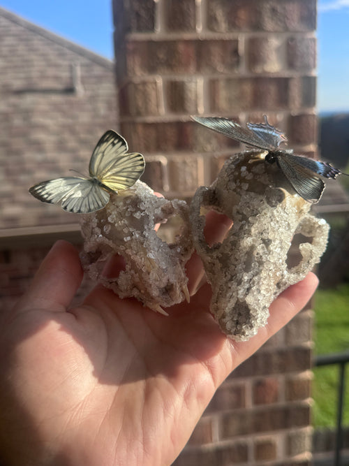 Crystallized Skulls