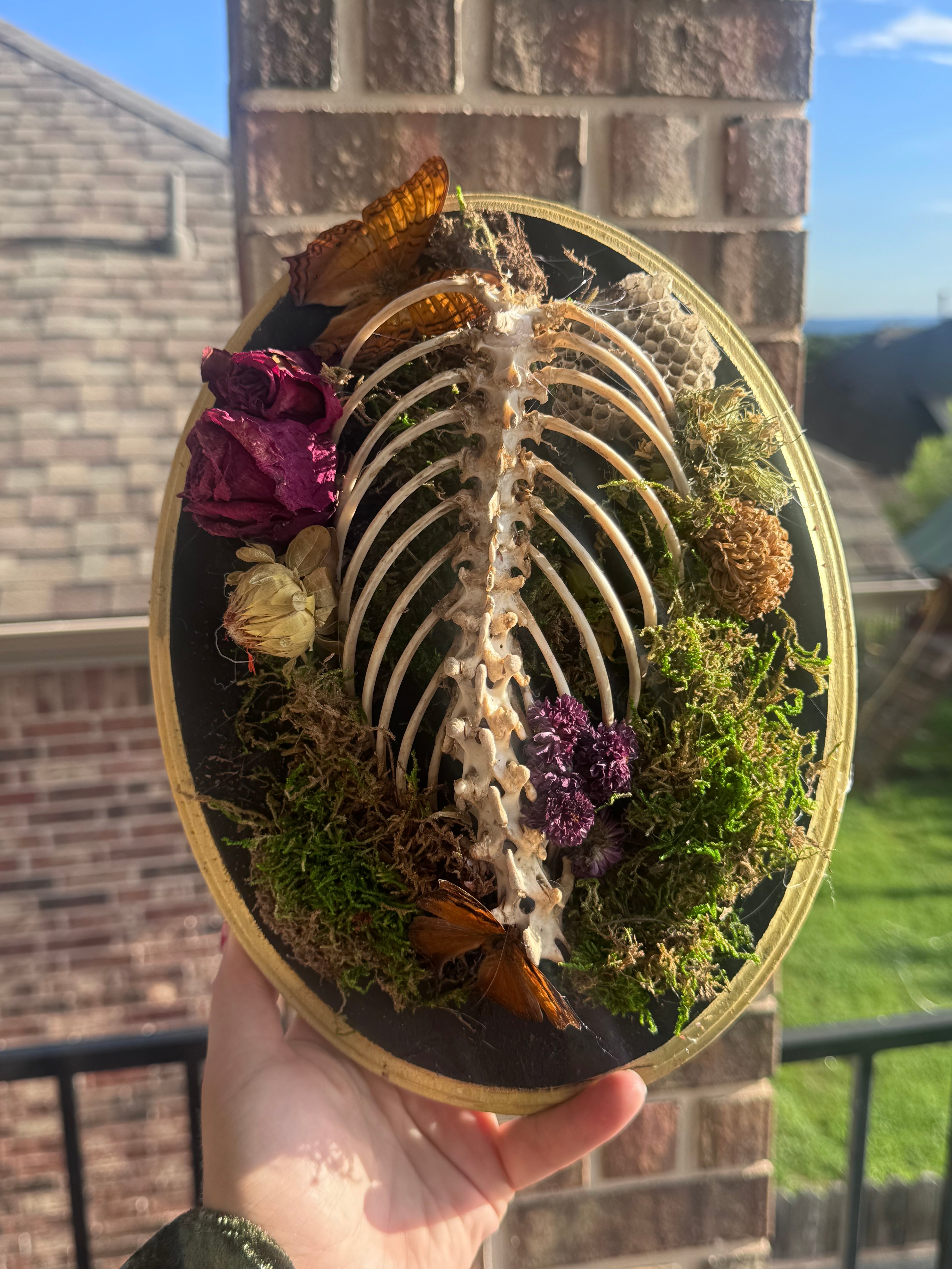 Ribcage Display