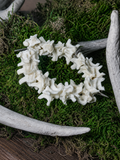 Vertebrae Bracelet