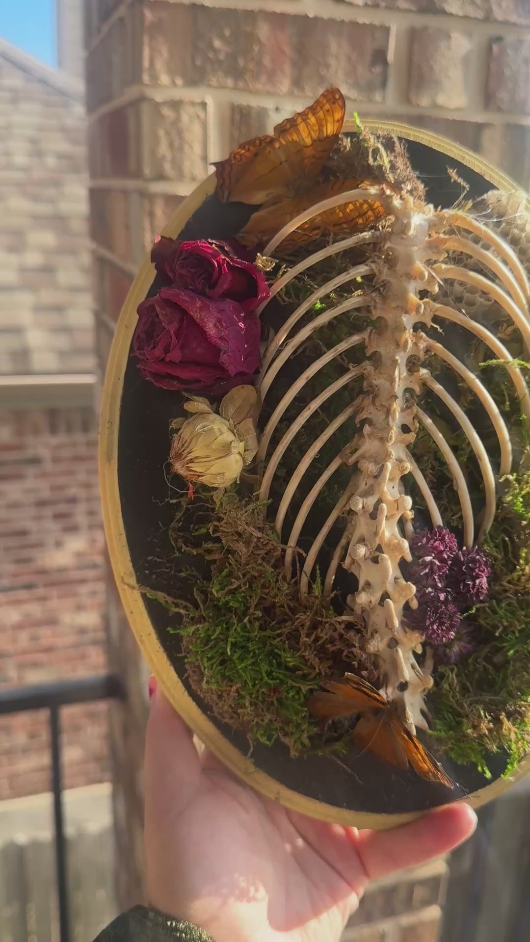 Ribcage Display